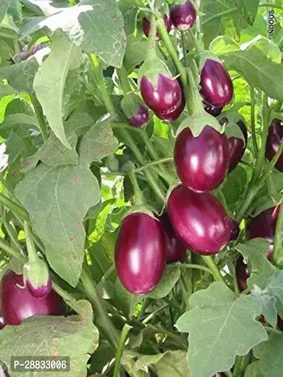 Baishnab brinjal seed 10 per packet rbBrinjal Seeds Big Gajraj F1 Hybrid   B8810PIECE