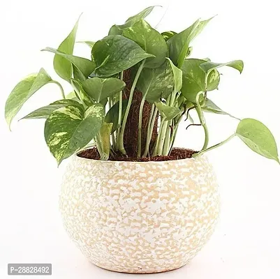 Baishnab  Money Plant CF0015 Money Plant