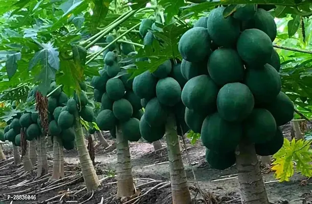 Baishnab papaya p seeds 23psAS 47723PIECE