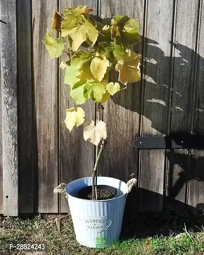 Baishnab  b311 Grapes Plant