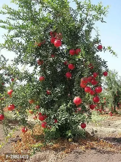 Baishnab  ss11 Pomegranate Plant-thumb0