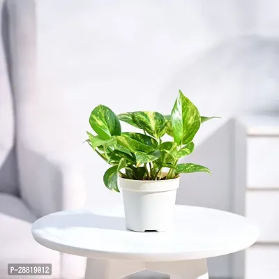 Baishnab  Money Plant Variegated with Pot Money Pla-thumb0