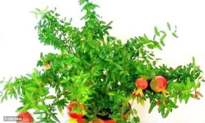 Baishnab  POMI Pomegranate Plant-thumb0