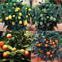 Baishnab Sweet Lemon Plant Sweet Popular Lemon Plant-thumb1