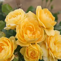 Baishnab Rose Plant Rose Flower Plant (pack Of 3)-thumb2