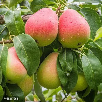 Baishnab  Pear Plant Pear Plant