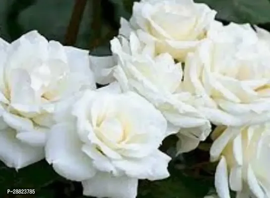 Baishnab  white rose live plant Rose Plant