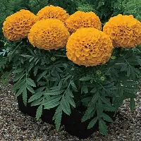 Baishnab Marigold Plant marigold live plant-thumb1