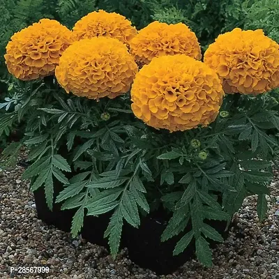 Baishnab Marigold Plant marigold live plant-thumb2