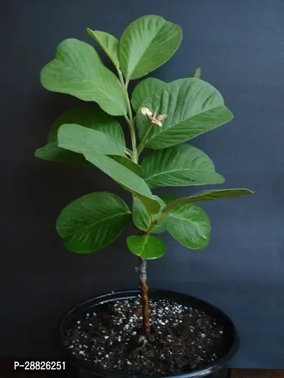 Baishnab  Live Seedless Guava Plant Plant Guava Pla-thumb0