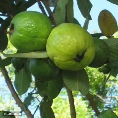 Baishnab  GUFG01 Guava Plant-thumb0