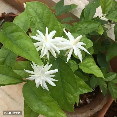 Baishnab  Live Jasmine Flower Plant 002 Jasmine Pla-thumb0