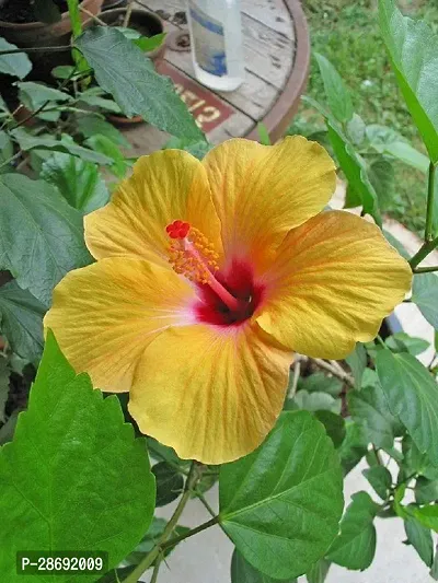 Baishnab Hibiscus Plant Hibiscus Joba Yellow in Colour Live Plant Disha-4191