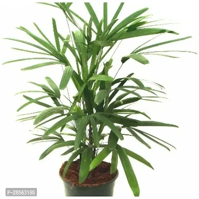 Baishnab Raphis Palm Plant plm098-thumb0