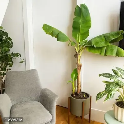 Baishnab  bbv1 Banana Plant-thumb0