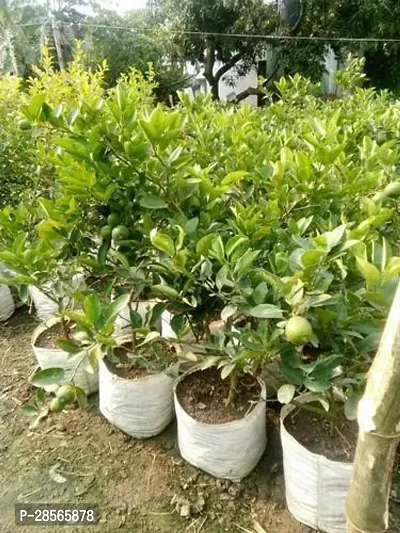 Baishnab Lemon Plant Live Indian pati LemonNimbuNimboo Fruit Plant-thumb3