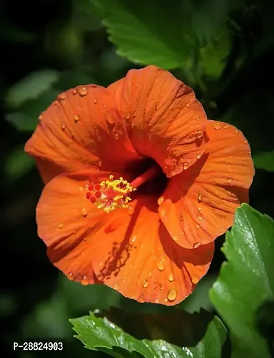 Baishnab  Hibiscus Orange Plant CF70033 Hibiscus-thumb0