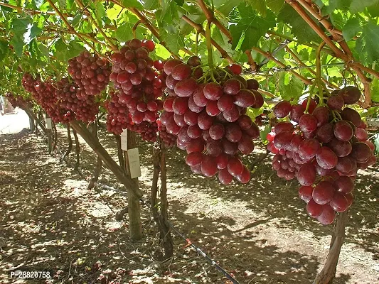 Baishnab  Red Globe Grape Plant Grape Plant