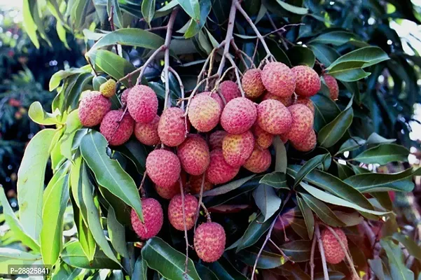 Baishnab  Litchi Plant Live Plant CF3098 Litchi P-thumb0