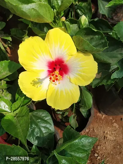 Baishnab Hibiscus Plant Hibiscus Yellow Plant