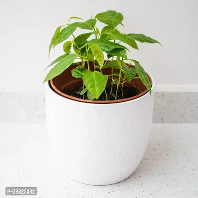 Baishnab  capsicum  Plant Live Plant CF063 Capsic-thumb0