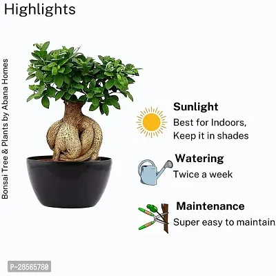 Baishnab Ficus Bonsai Plant HJNB77-thumb0