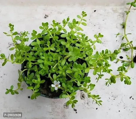 Baishnab  Bacopa Monneri Plant 01 Bacopa Monnieri-thumb0