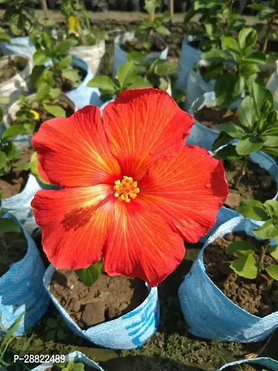 Baishnab  Hibiscus PlantCFA183 Hibiscus Plant