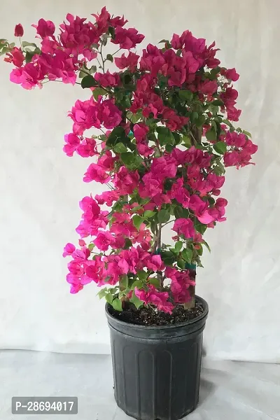 Baishnab Baugainvillea Plant Bougainvillea Plant Kagaj Flower Live Plant FP823-thumb0