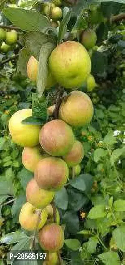 Baishnab Ber Apple Plant Thai Ber Apple-thumb0