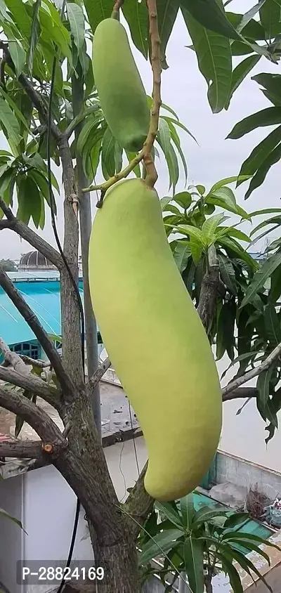 Baishnab  Hybrid Rare Thailand Variety  Banana Shap