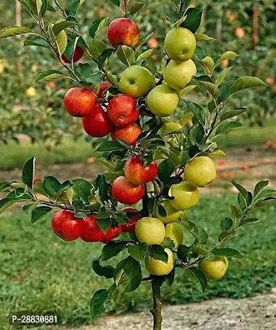 Baishnab  tree15 Apple Plant