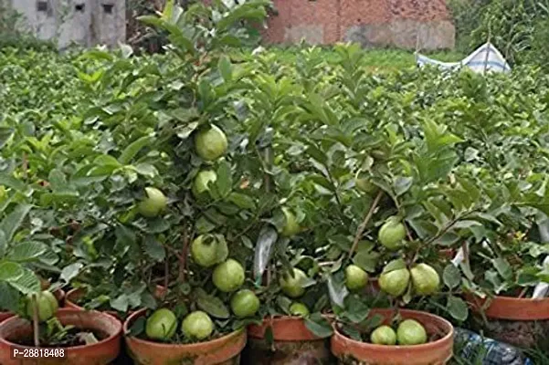 Baishnab  GUAVA PLANT24 Guava Plant-thumb0