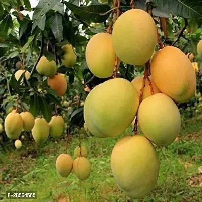 Baishnab Mango Plant Hybrid Grafted Mango Plant Neelam Aam Tasty Variety Healthy Live Plants Yellow (Hybrid, Pack of 1-thumb0