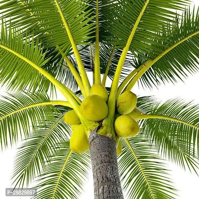 Baishnab  Premium Coconut Live Plant CF36 Coconut-thumb0