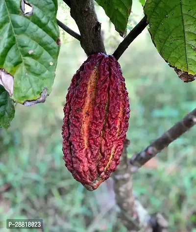 Baishnab  PLANTCOCOA4 Coconut Plant