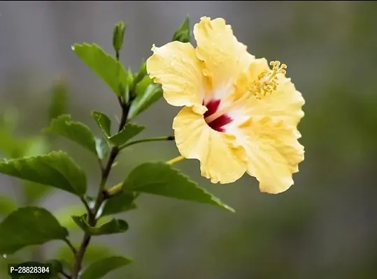 Baishnab  Hibiscus Yellow Plant CF70027 Hibiscus-thumb0