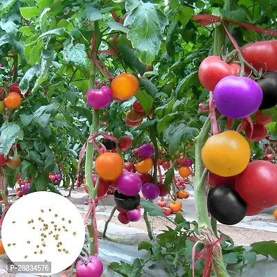 Baishnab tomato seed 1000 ps jjyu Rainbow Tomato Seeds1000PIECE