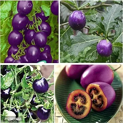 Baishnab tomato seed 500 ps muPurple Cherry Tomato Seeds Organic Heirloom500PIECE