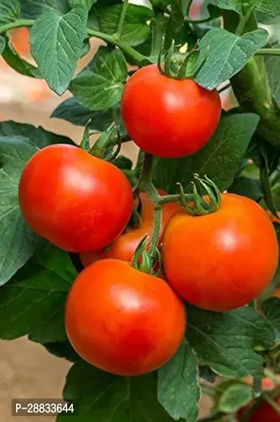 Baishnab Earth Seeds P76TOMATO6105PIECE-thumb0