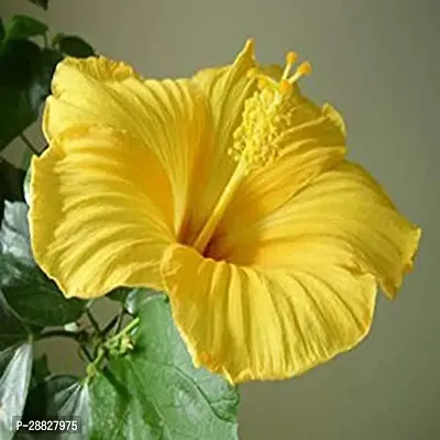 Baishnab  Hibiscus Yellow Plant CF028 Hibiscus Pl-thumb0