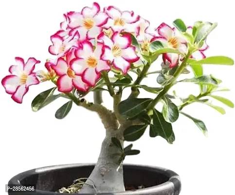 Baishnab Adenium Plant Adenium plant0.4-thumb0