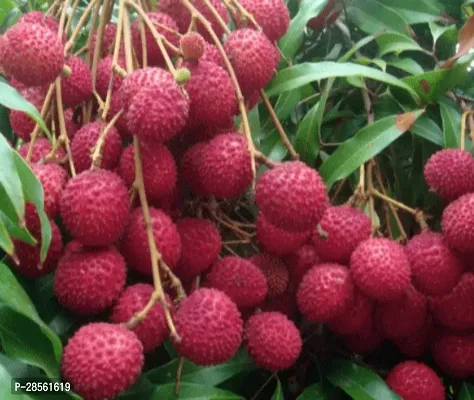 Baishnab Litchi Plant Litchi Fruit Plant Fruit And Fruit Tree L09-thumb0