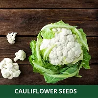 Baishnab Cauli flower seed 100ps mc2 PACKETS OF  CAULI FLOWER100PIECE-thumb2