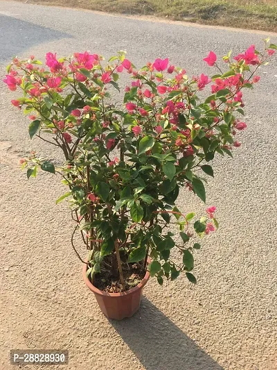 Baishnab  Bougainvillea Plant CF000147 Baugainvil-thumb0