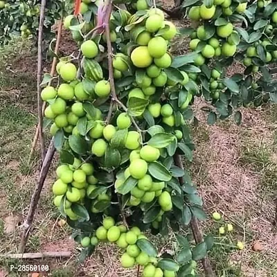 Baishnab Ber Apple Plant Apple Ber PlantK1-thumb0