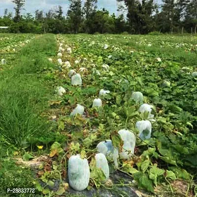 Baishnab winter gourd seed 100 ps fr F1 Giant Winter Melon Ash Gourd Seeds100PIECE