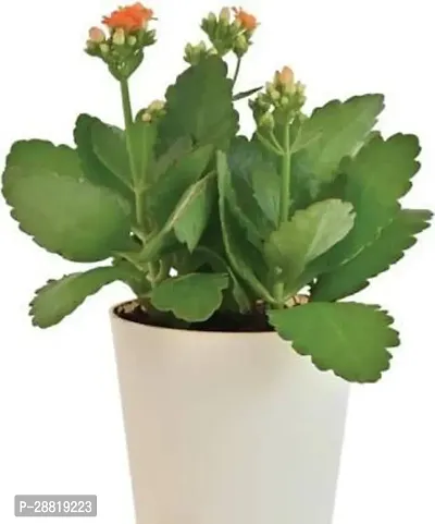 Baishnab  Kalanchoe Plant  off orange flower Kala