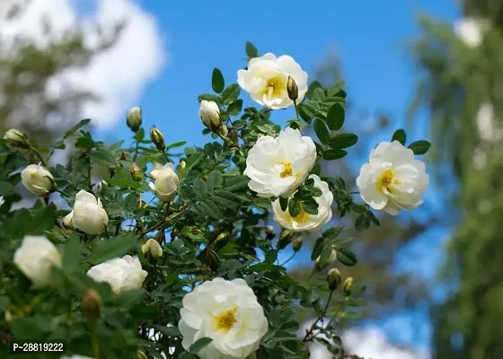 Baishnab  fdgb Rose Plant-thumb0