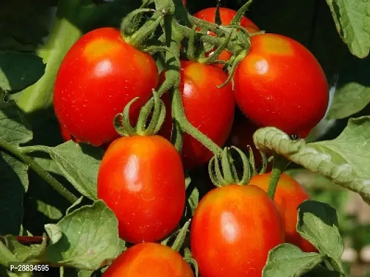 Baishnab tomato seed 60 per packetKD 153560PIECE-thumb0